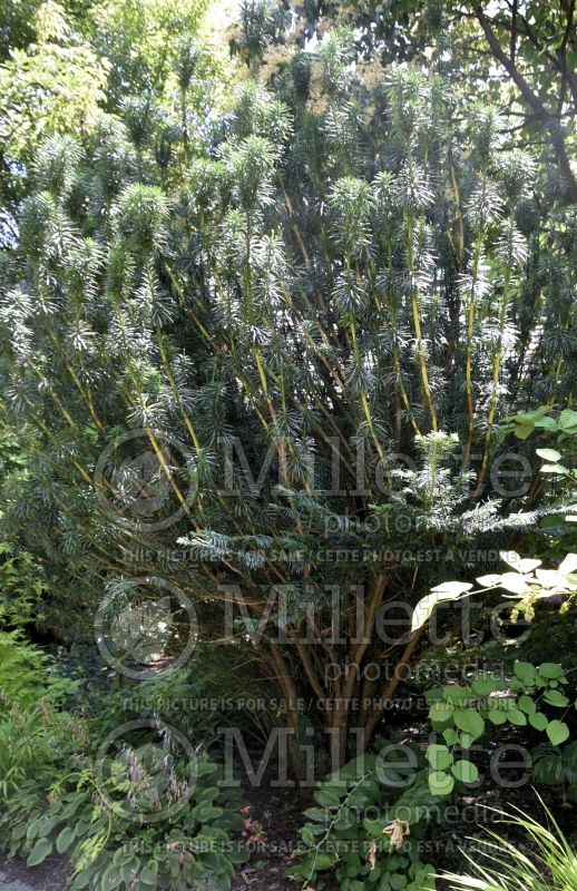 Cephalotaxus Fastigiata (Japanese Plum Yew conifer) 3  