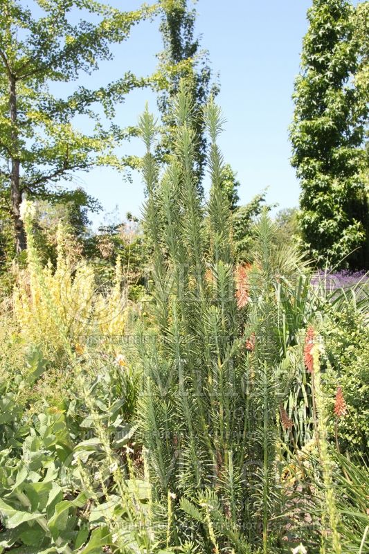 Cephalotaxus Fastigiata (Japanese Plum Yew conifer) 4  