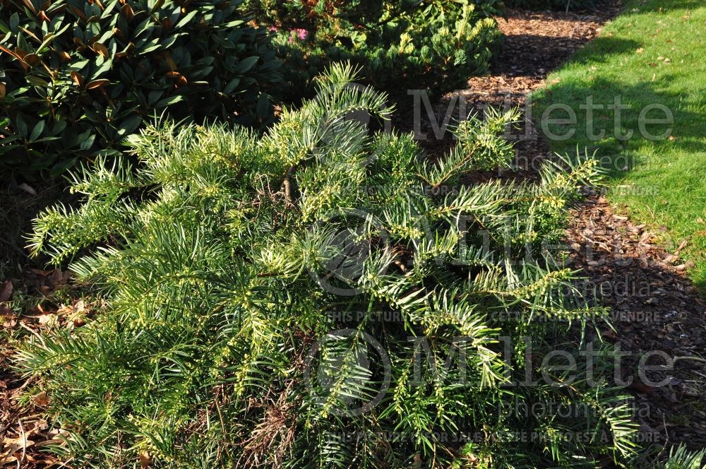 Cephalotaxus sinensis (Chinese Plum Yew conifer) 1 