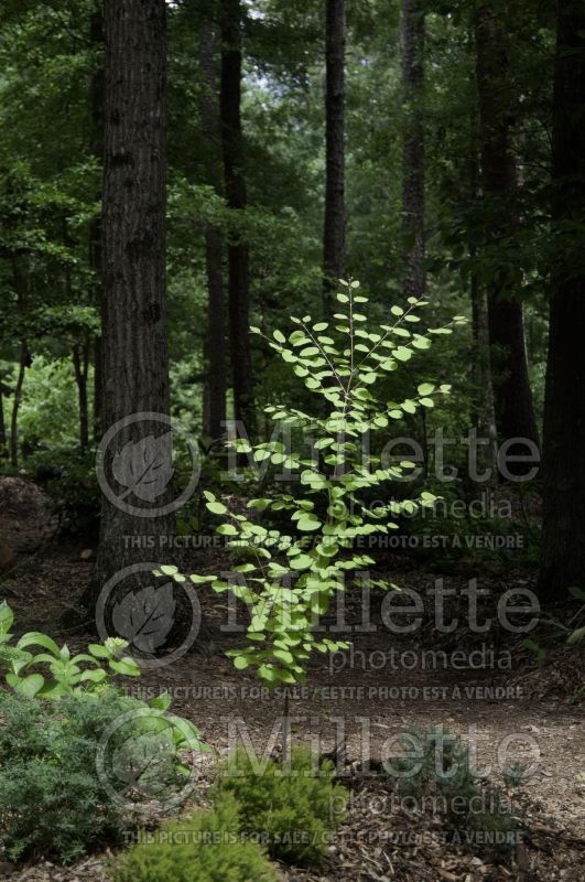 Cercidiphyllum Claim Jumper (Katsura Tree) 1 