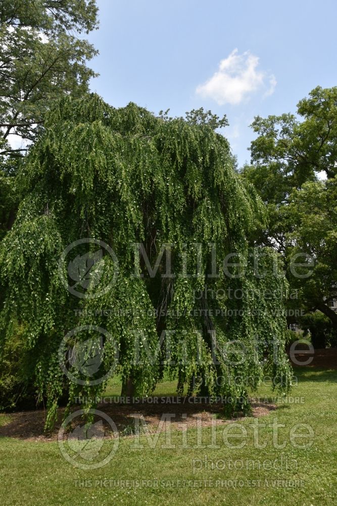 Cercidiphyllum Morioka Weeping (Katsuratree Judas-tree) 2 
