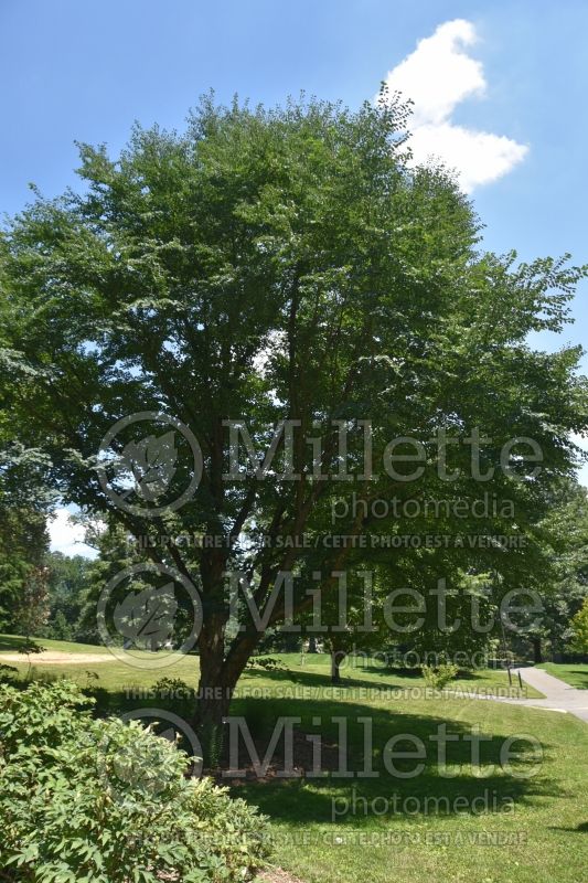 Cercidiphyllum japonicum (Katsuratree Judas-tree) 2 