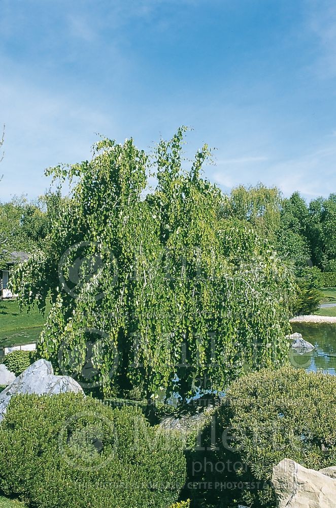 Cercidiphyllum Pendula (Katsura Tree) 7 