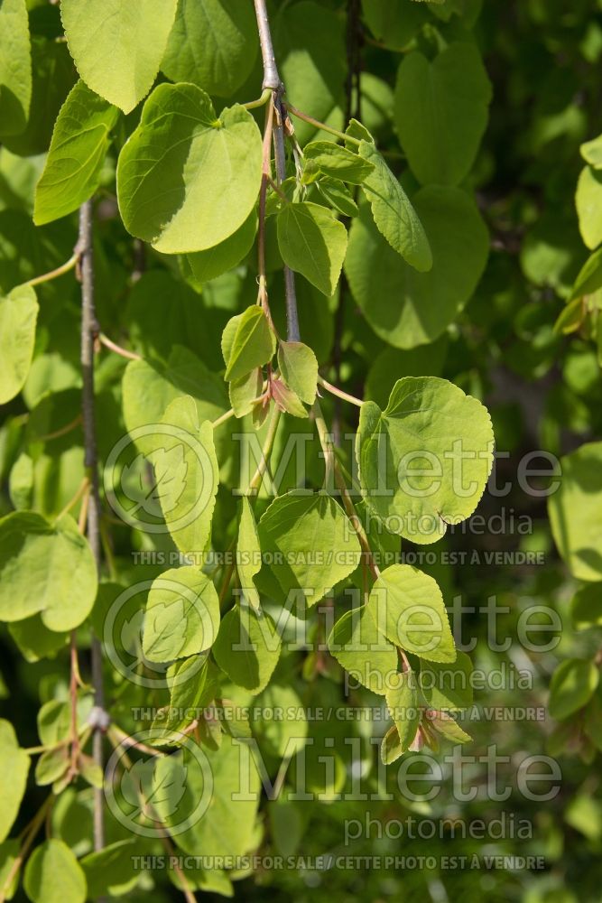 Cercidiphyllum Pendula (Katsura Tree) 9 