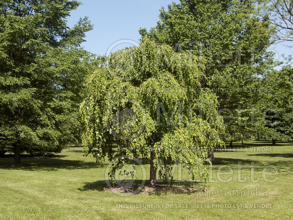 Cercidiphyllum Pendula (Katsura Tree) 4 