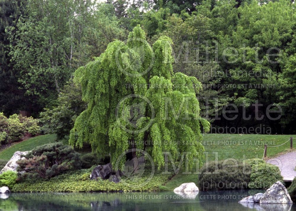 Cercidiphyllum Pendula (Katsura Tree) 2  