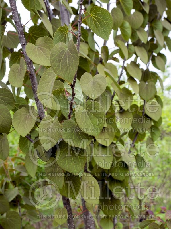 Cercidiphyllum Red Fox (Katsura Tree – arbre caramel) 6