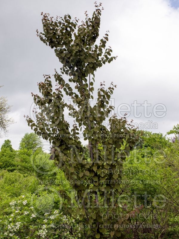 Cercidiphyllum Red Fox (Katsura Tree – arbre caramel) 7 