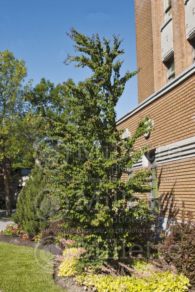 Cercidiphyllum Red Fox (Katsura Tree – arbre caramel) 5