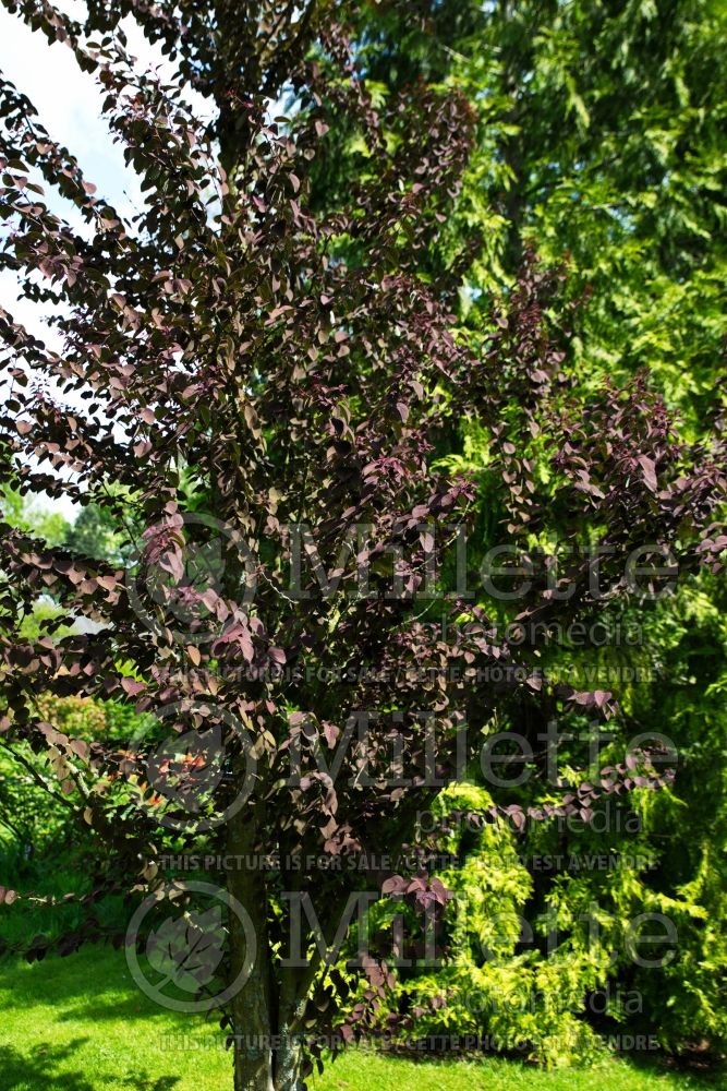Cercidiphyllum Red Fox (Katsura Tree – arbre caramel) 9 