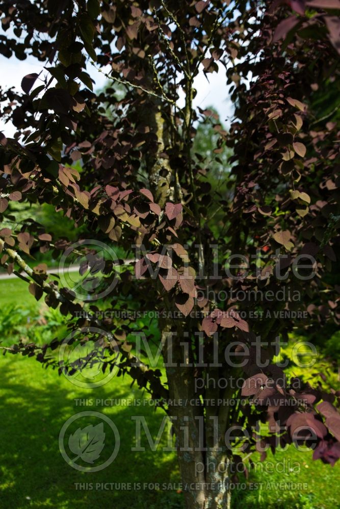 Cercidiphyllum Red Fox (Katsura Tree – arbre caramel) 10 