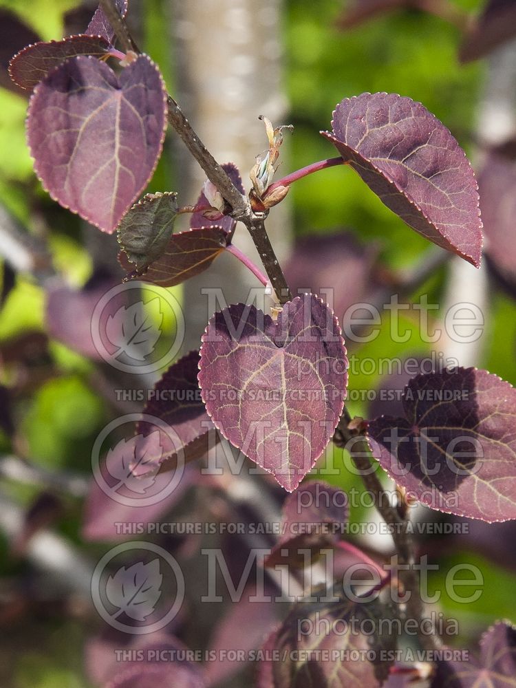 Cercidiphyllum Red Fox (Katsura Tree – arbre caramel) 4