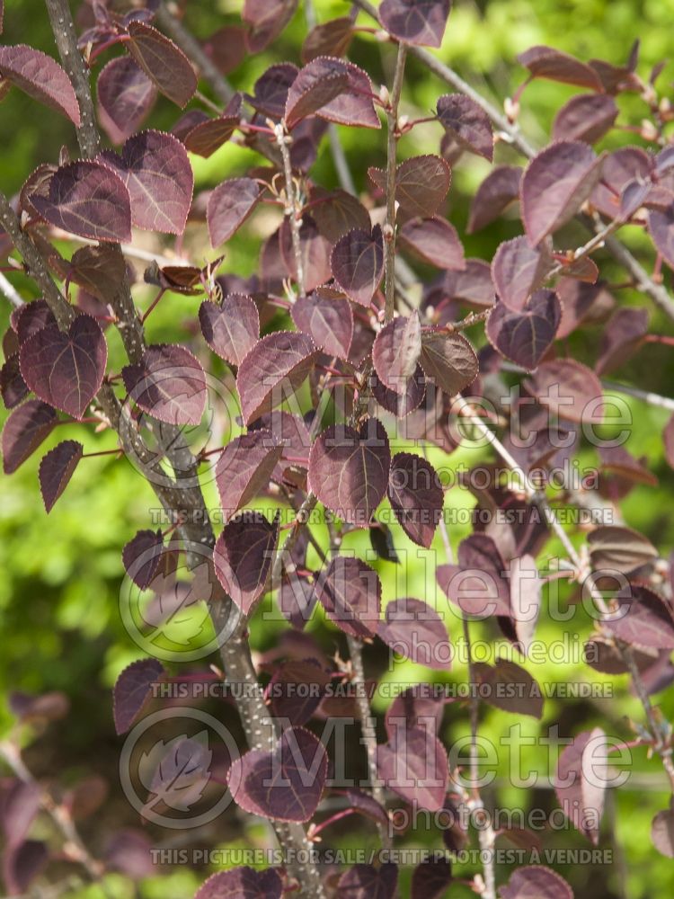 Cercidiphyllum Red Fox (Katsura Tree – arbre caramel) 3