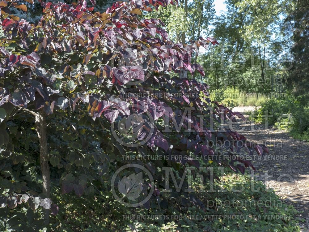Cercis Forest Pansy (Redbud) 20