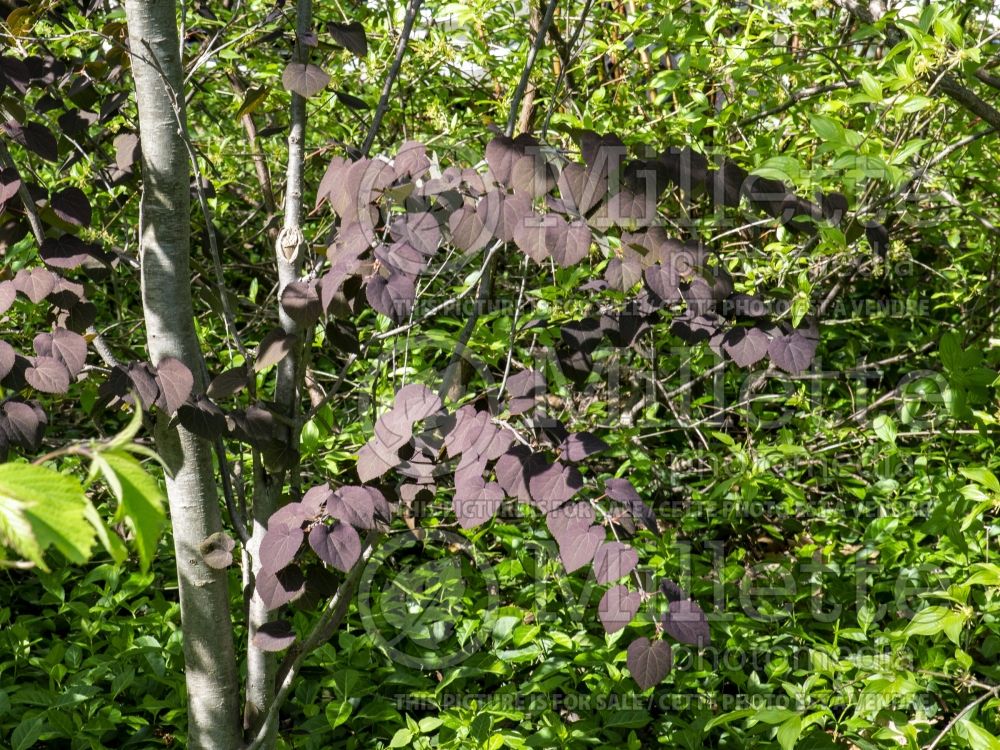 Cercis Forest Pansy (Redbud) 17