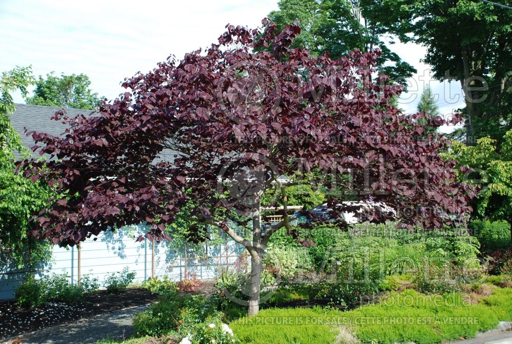 Cercis Forest Pansy (Redbud) 14