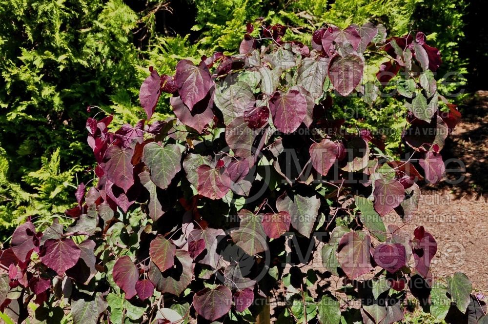 Cercis Forest Pansy (Redbud) 10