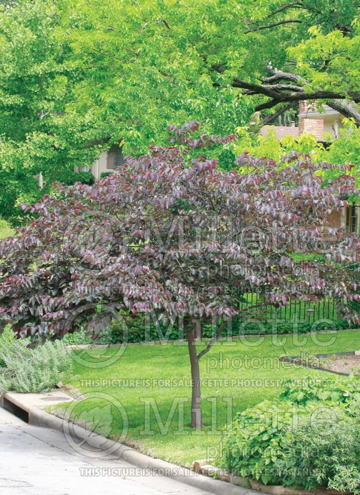 Cercis Forest Pansy (Redbud) 24