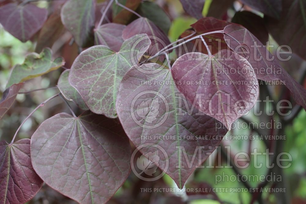 Cercis Forest Pansy (Redbud) 8