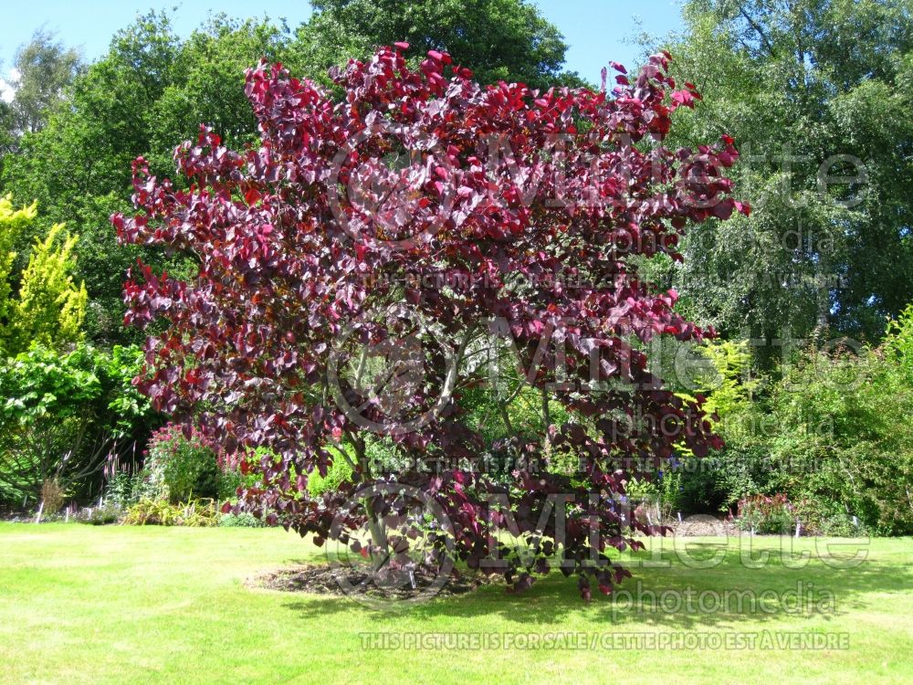 Cercis Forest Pansy (Redbud) 15