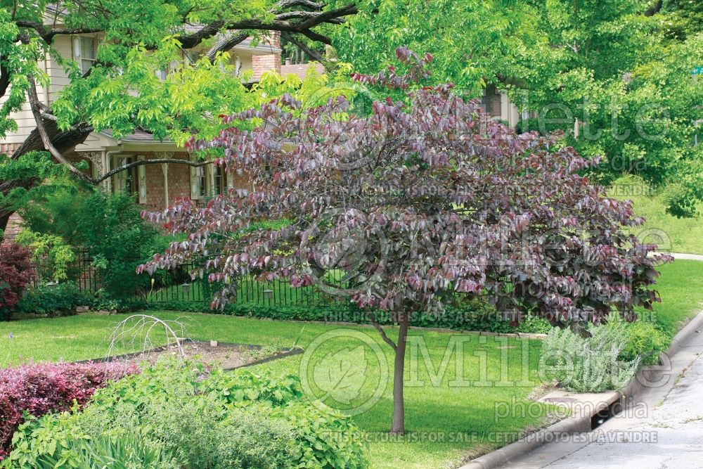 Cercis Forest Pansy (Redbud) 5 