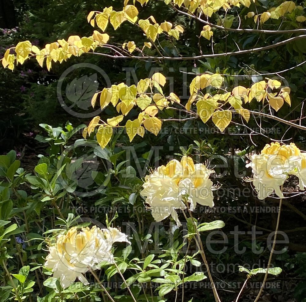 Cercis The Rising Sun aka Flame Trower (Redbud) 13  