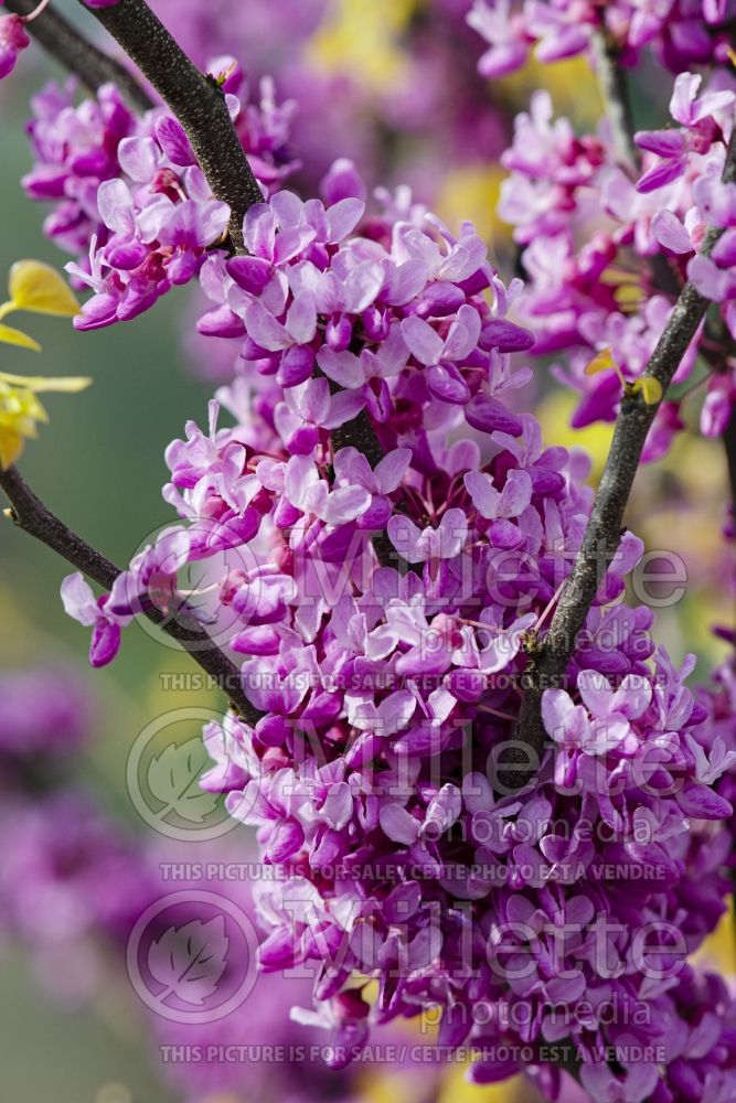 Cercis The Rising Sun aka Flame Trower (Redbud) 17  