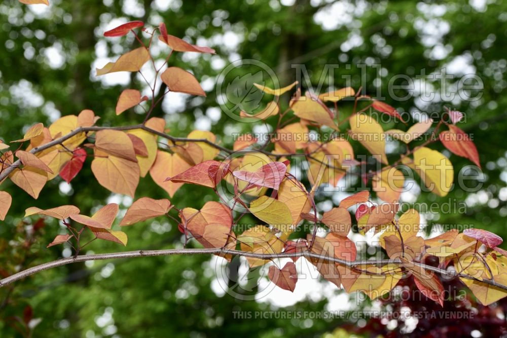 Cercis Flame Thrower (Eastern Redbud) 1