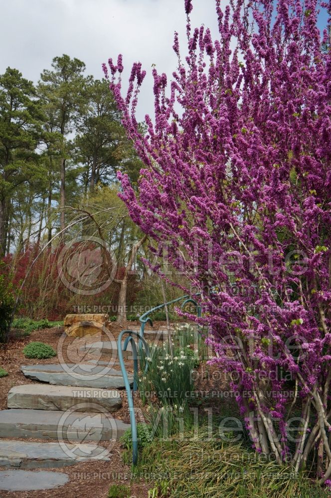 Cercis Avondale (Redbud) 1 