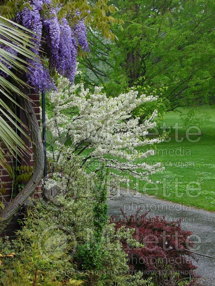 Cercis canadensis alba (Redbud) 4  