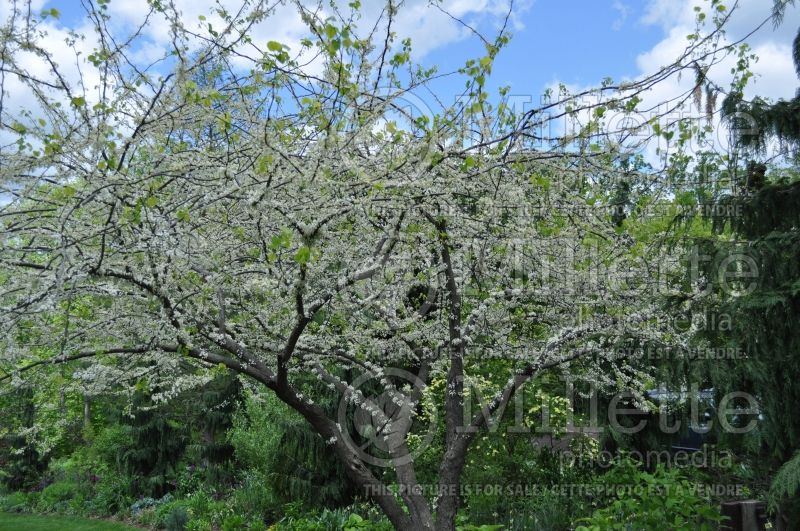 Cercis canadensis alba (Redbud) 3  