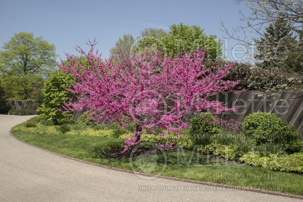 Cercis Appalachian Red (Redbud) 1  