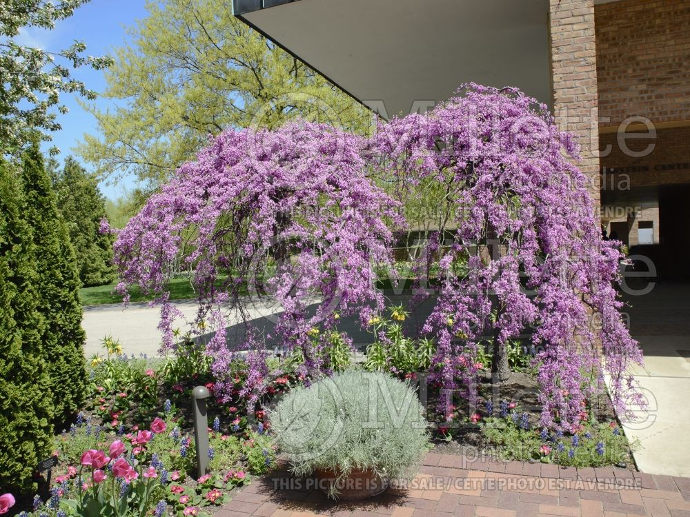 Cercis Covey or Lavender Twist (Redbud) 2  