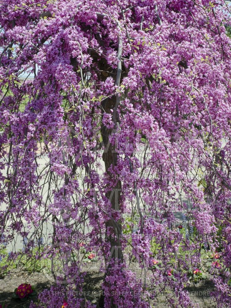 Cercis Covey or Lavender Twist (Redbud) 3  