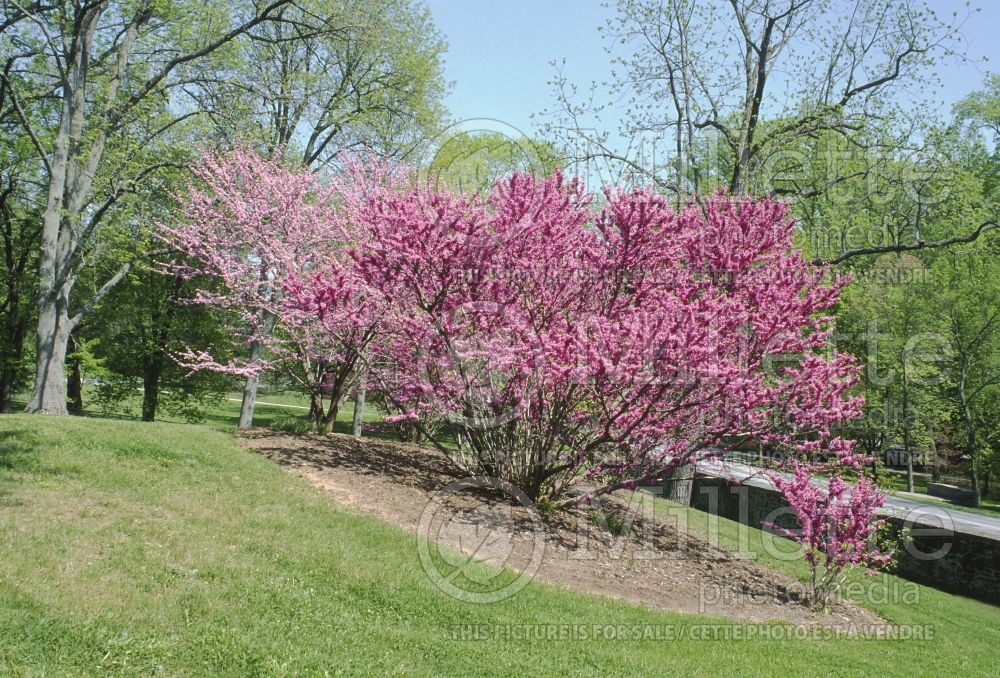 Cercis canadensis (Eastern Redbud) 2 