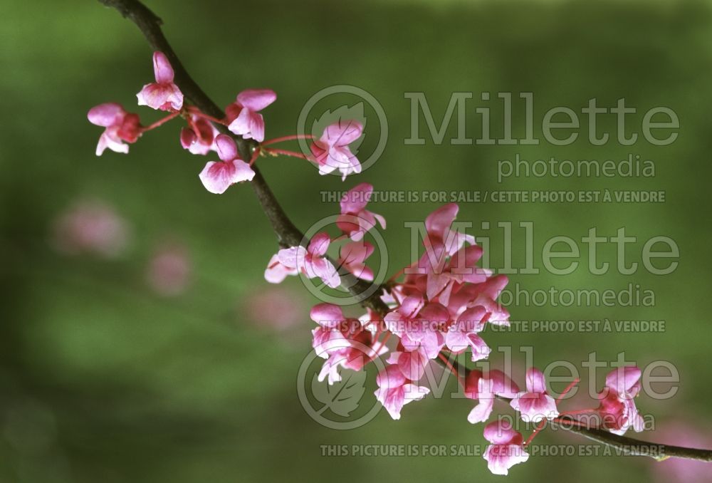 Cercis canadensis (Eastern Redbud) 3 