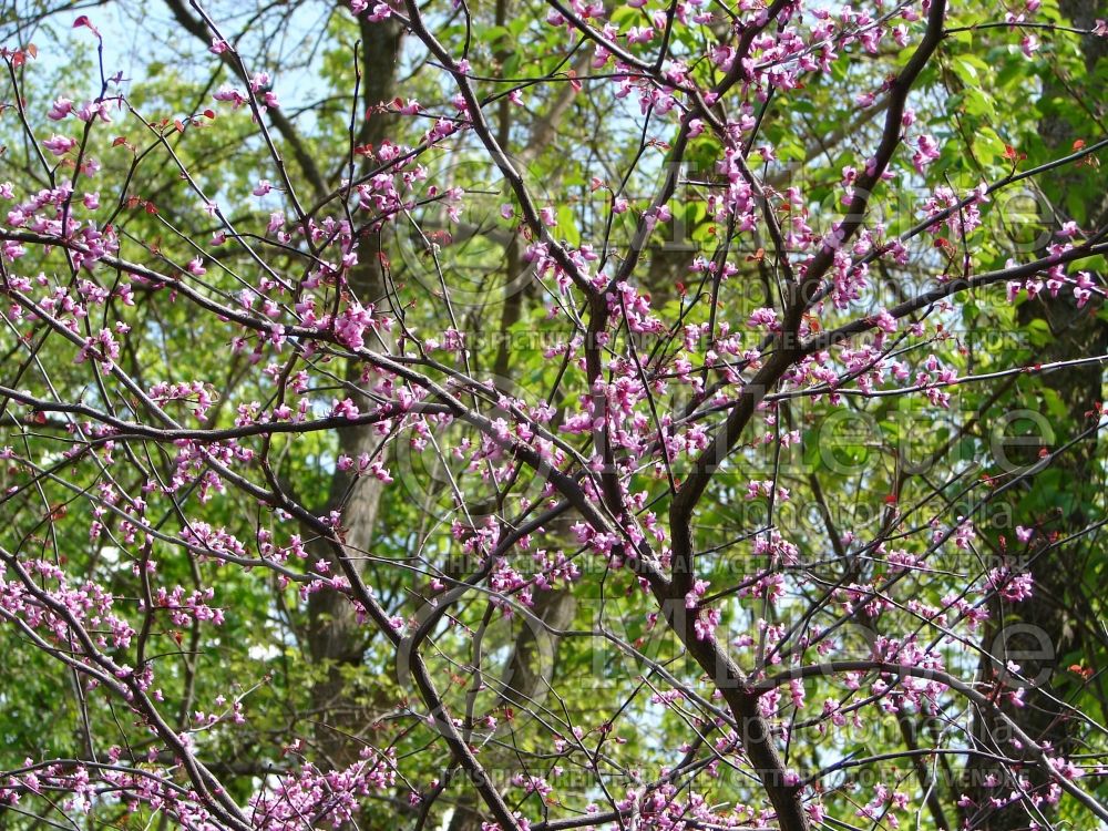 Cercis Forest Pansy (Redbud) 1 