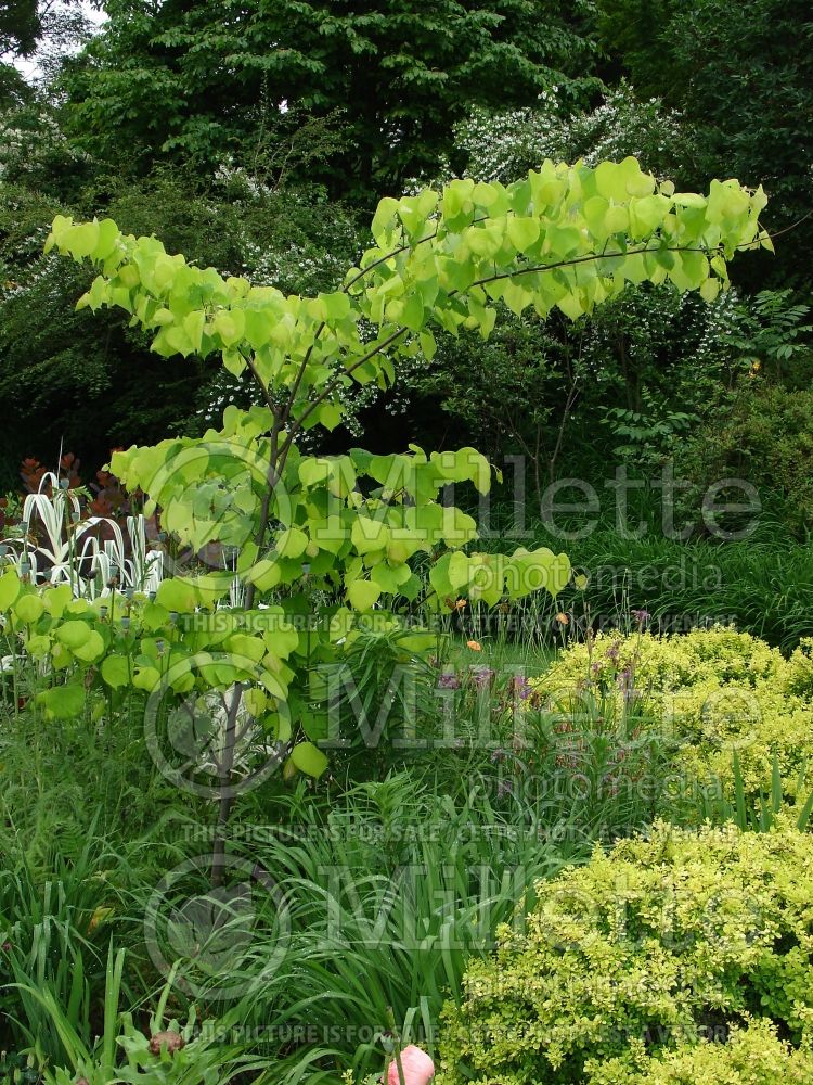 Cercis Hearts of Gold (Redbud) 3  