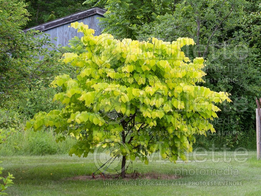 Cercis Hearts of Gold (Redbud) 2  