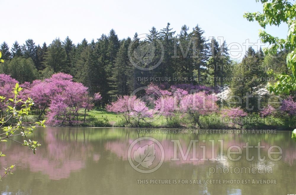 Cercis canadensis (Eastern Redbud) 4 