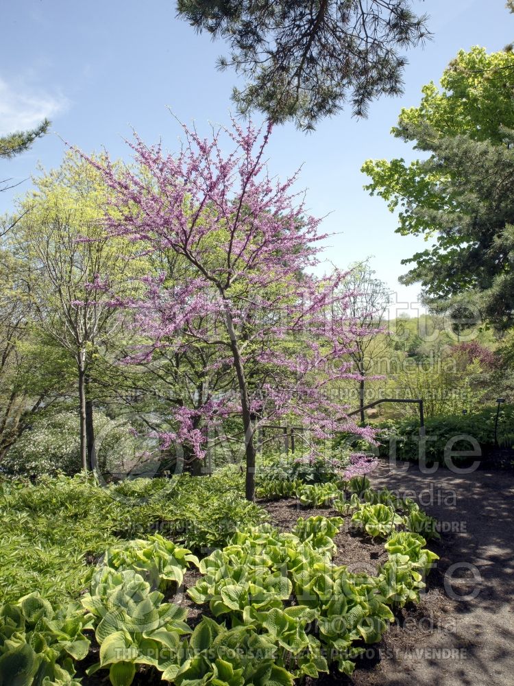 Cercis Joy's Pride or Morton (Redbud) 1  