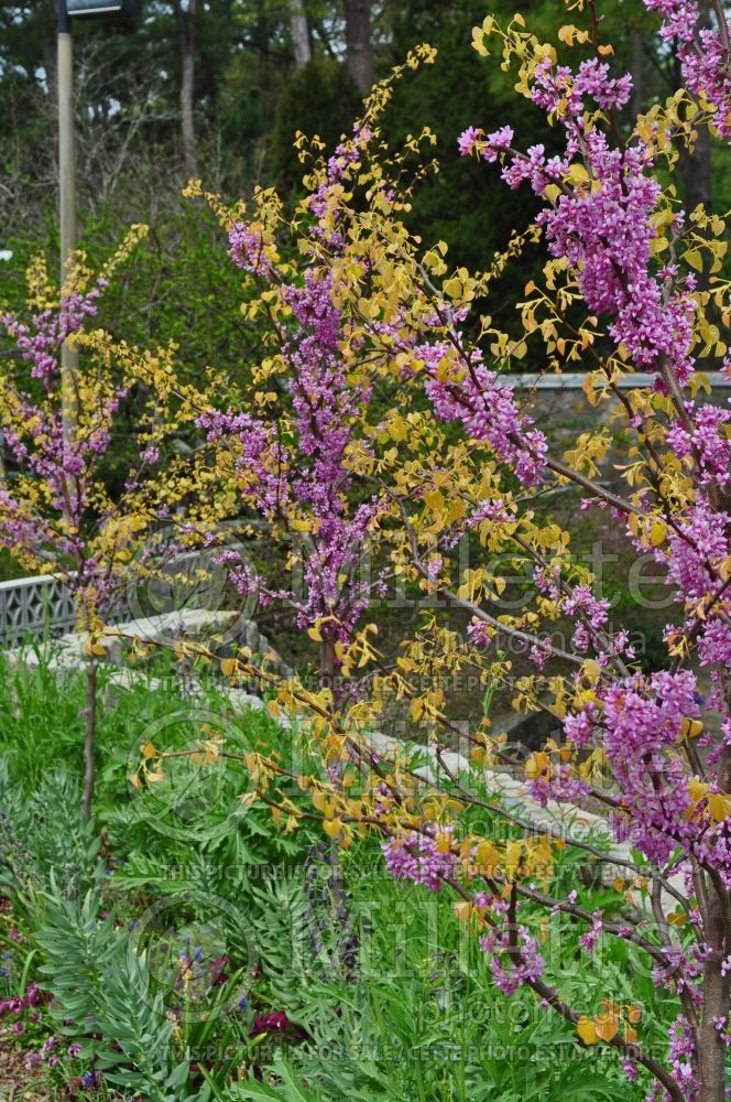 Cercis The Rising Sun aka Flame Trower (Redbud) 3  