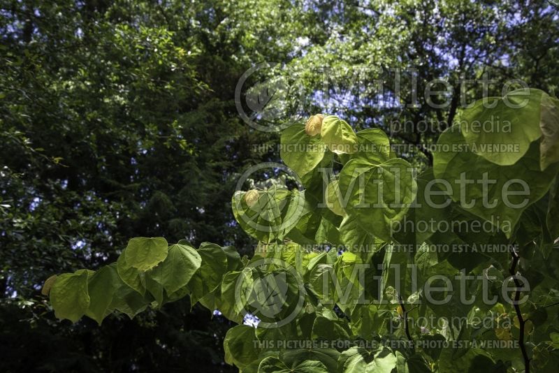 Cercis The Rising Sun aka Flame Trower (Redbud) 6  