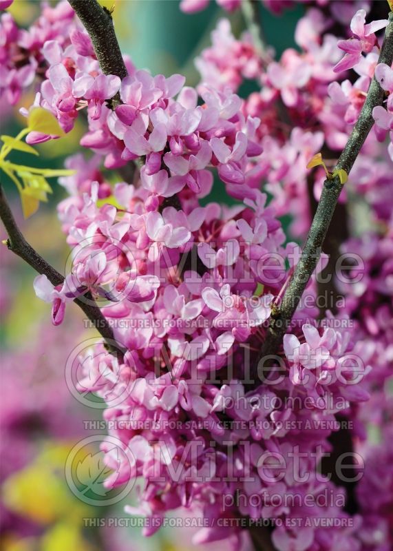 Cercis The Rising Sun aka Flame Trower (Redbud) 7  