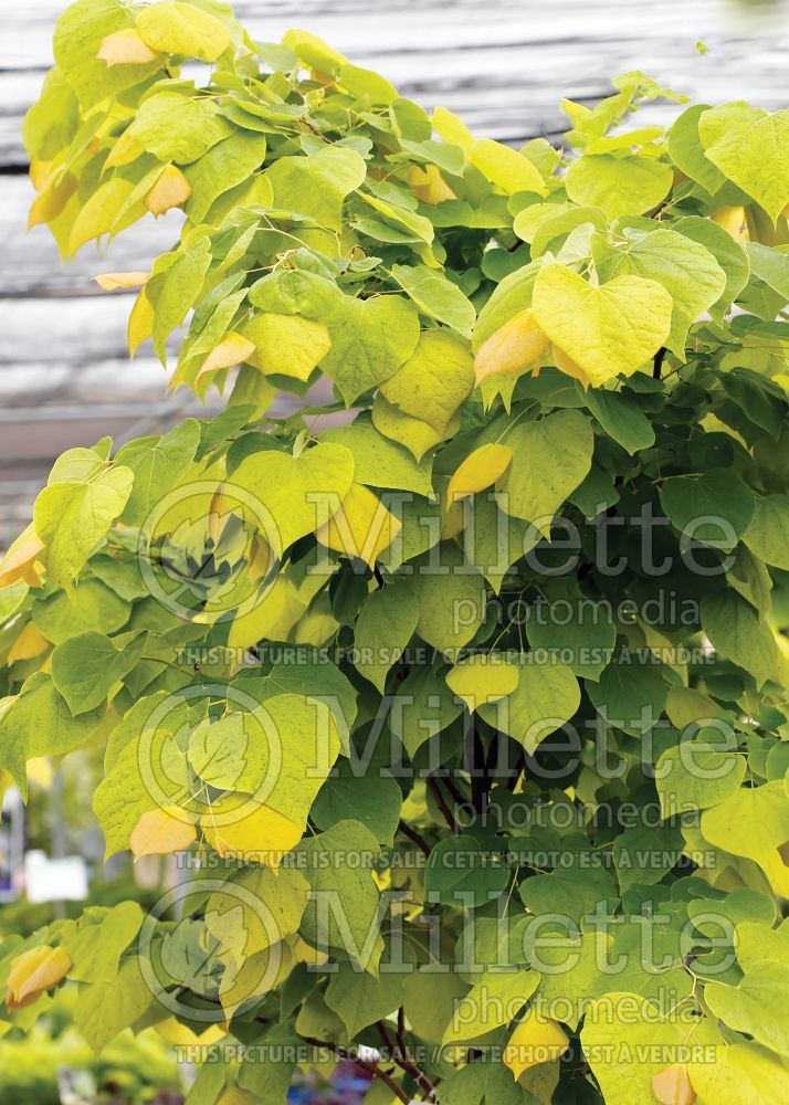 Cercis The Rising Sun aka Flame Trower (Redbud) 9  