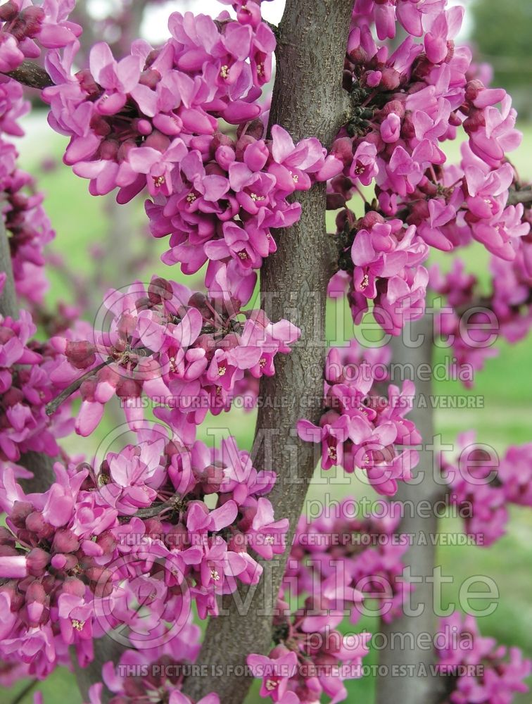 Cercis canadensis (Eastern Redbud) 5 