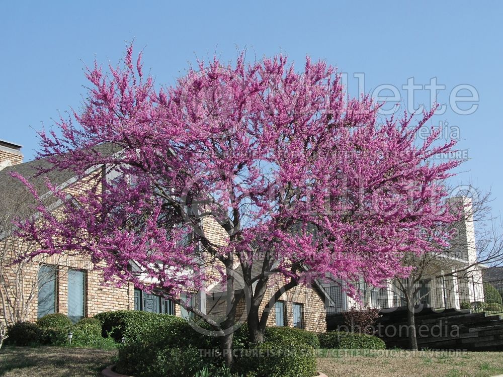 Cercis canadensis (Eastern Redbud) 6 