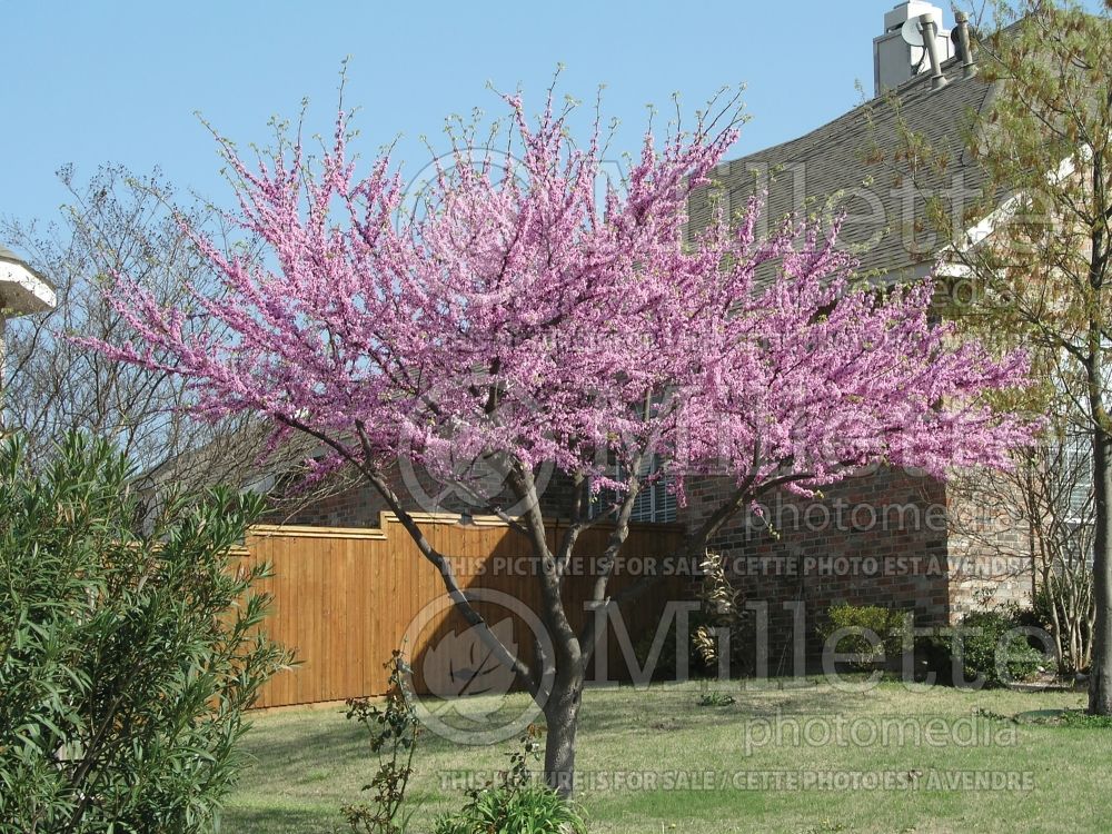 Cercis canadensis (Eastern Redbud) 7 