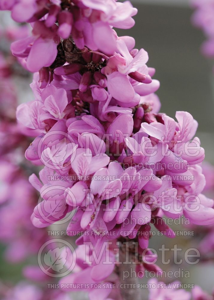 Cercis canadensis (Eastern Redbud) 8 