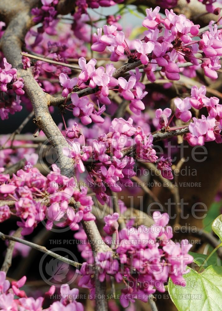 Cercis Traveller (Eastern Redbud) 1 